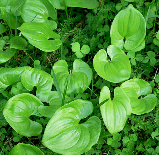 basin-3-leaf-clover (167k image)