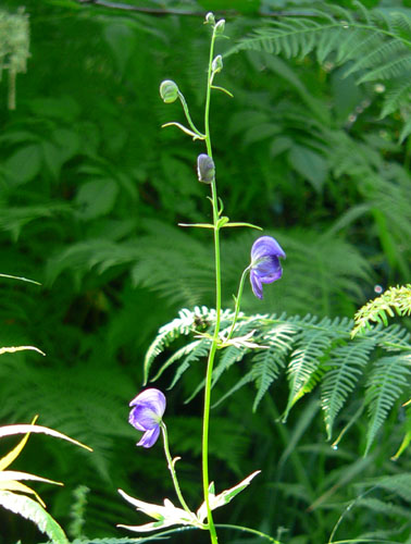 beautiful-purple-flower-wild-alaskan-rainforest (74k image)