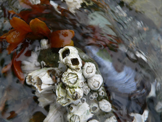 camping-thane-beach-barnacles (74k image)