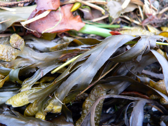 camping-thane-beach-seaweed2 (95k image)