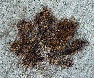 decayed-leaf (65k image)