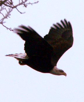 eagle (27k image)