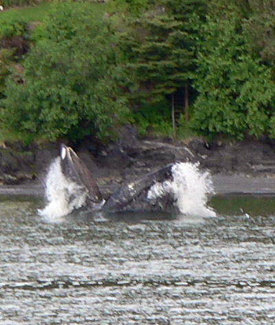 feeding-whale-alaska1 (99k image)