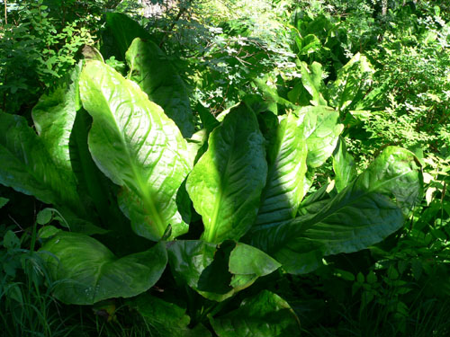 giant-skunk-cabbage-leaves (101k image)
