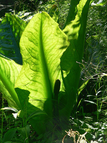 giant-skunk-cabbage-with-light-shining-from-behindjpg-elise-tomlinson (94k image)