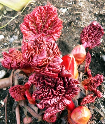 rhubarb-mid (80k image)