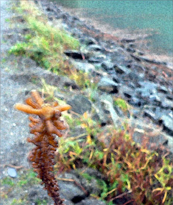 sea-weed-watercolor-filter (78k image)