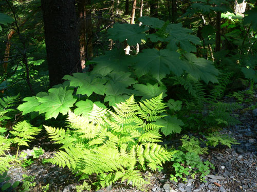southeast-alaska-rainforest-plants (104k image)