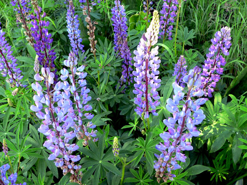 wild-purple-lupin-flowers (135k image)