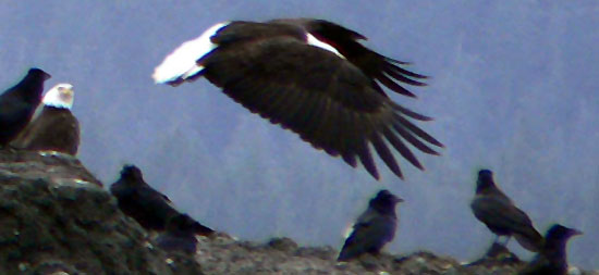 eagles flying near ravens in southeast alaska juneau